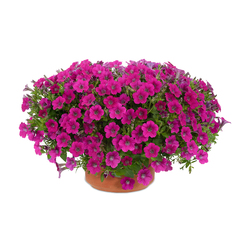 32207 Петуния LITTLETUNIA Rose (Весна 2026)