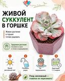 Эхеверия Бейонсе вариегатная — инфографика по уходу и реанимации после доставки