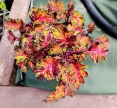 Клубника со сливками ТМ колеус
