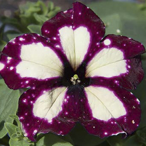 32340 Петуния StarTunia Thunderstorm (Весна 2026)