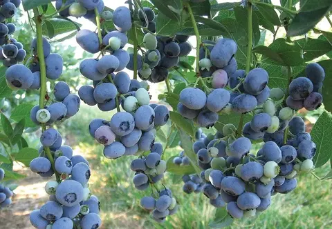 Голубика высокорослая Блюголд (Bluegold) (ЗКС)