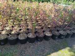 Голубика высокорослая Блюкроп (Vaccinium corymbosum Bluecrop)