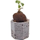 Суккулент Стефания Цефаранта