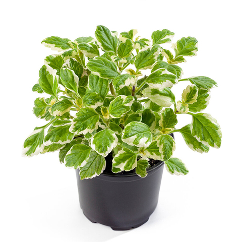 6502 Плектрантус VARIEGATUS GREEN WHITE