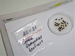 Teofrast Семена Сосна остистая Pinus aristata