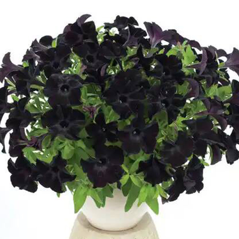 32437 Петуния Patia Back to Black (Весна 2026)