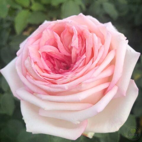 Майне Розе(Meine Rose)