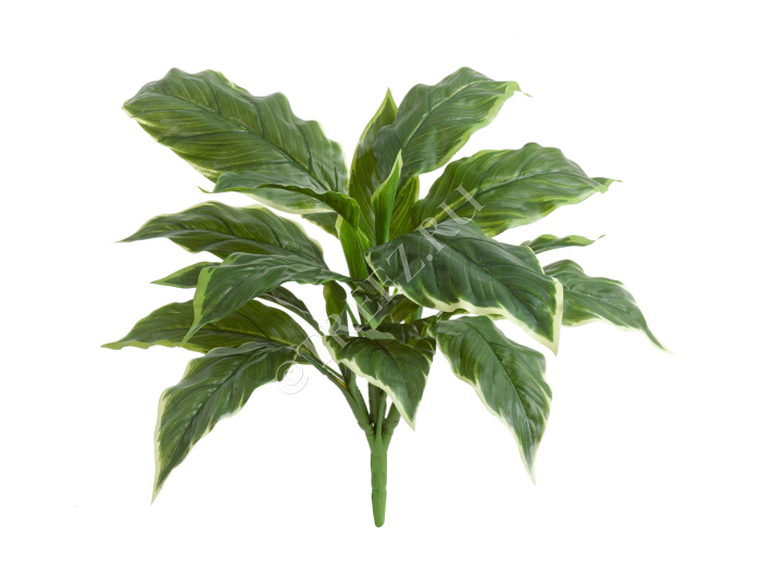 Хоста Соу Свит зелёная с белой каймой (Sensitive Botanic)