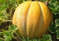 Эфиопка семена дыни (ПОИСК)