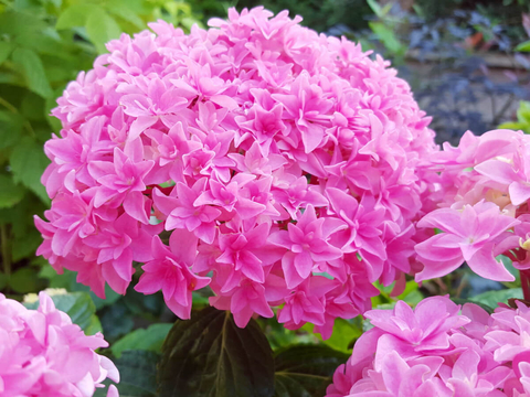 №7 Укорененный черенок Гортензия крупнолистовая Ю ЭНД МИ ПЕРФЕКШН (Hydrangea macrophylla 