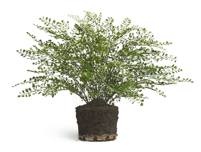 Папоротник Адиантум куст в земле с корнями