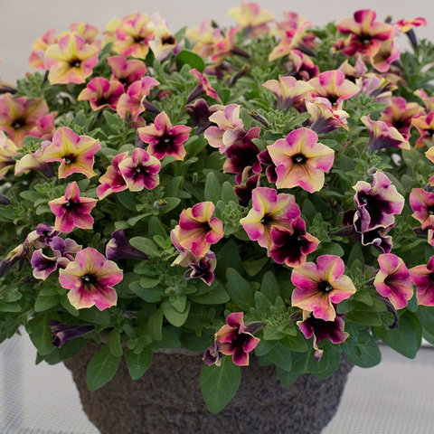 32111 Петуния CRAZYTUNIA BLACKBERRY CHEESECAKE - горшок 0,5л(P9)