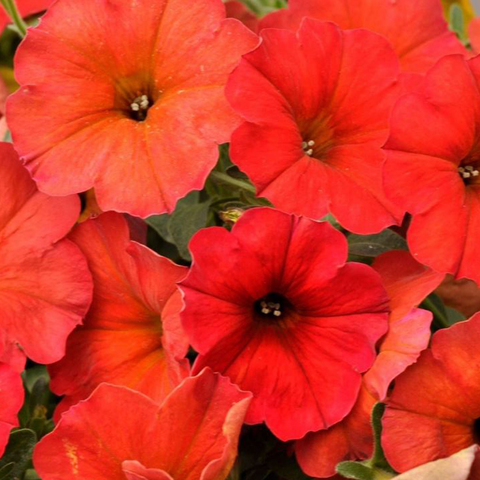 32342 Петуния BEAUTICAL Red Maple (Весна 2026)