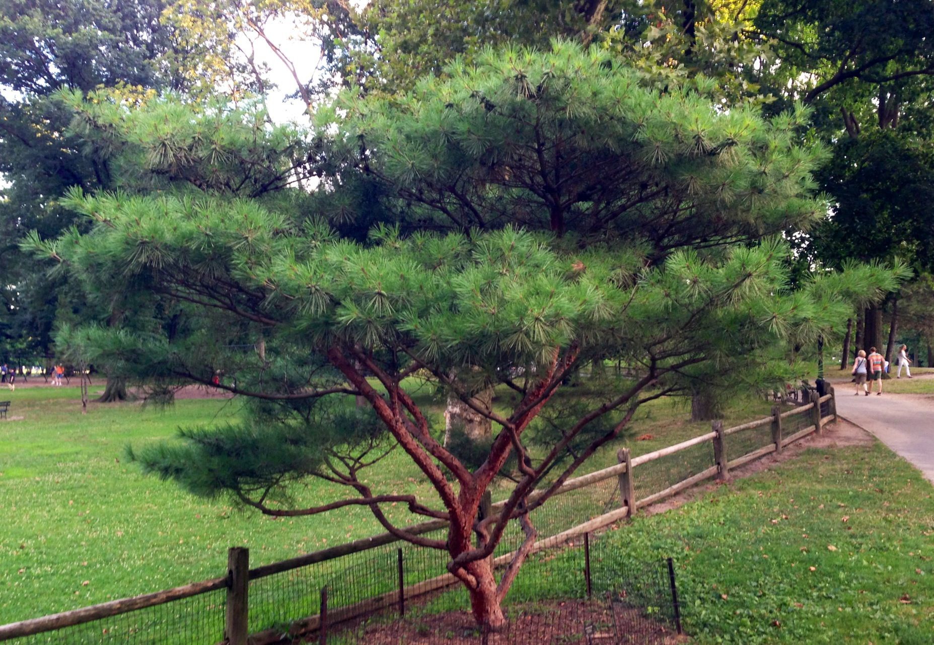 Сосна густоцветная pinus densiflora