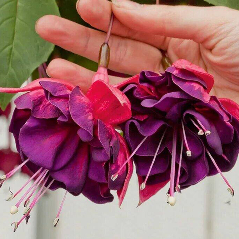 3538 Фуксия MARBELLER DOUBLE MAGENTA PURPLE (ОСЕНЬ 2025)