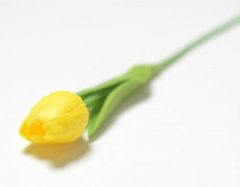 Тюльпан одиночный закрытый, латексный, 35 см, 1 шт.