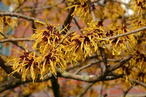 Teofrast Гамамелис весенний Hamamelis vernalis