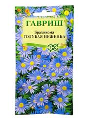 Брахикома Голубая неженка (Гавриш)