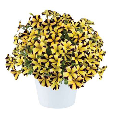 32258 Петуния RAY SUNFLOWER IMP.