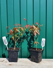 Teofrast Клен дланевидный acer palmatum сорт deshojo