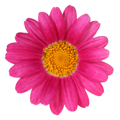 3637 Агрирантемум SIMBA DARK PINK