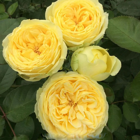 Лемон Помпон(Lemon Pompon)