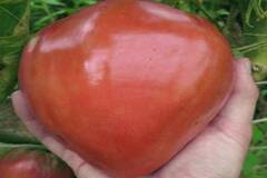 Семена Томат Любящее сердце