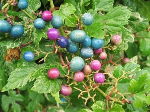 Виноградовник уссурийский (короткоцветоножковый)