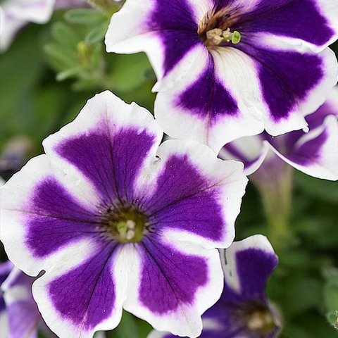 32370 Петуния CRAZYTUNIA ASTERISK - горшок 0,5л(P9)