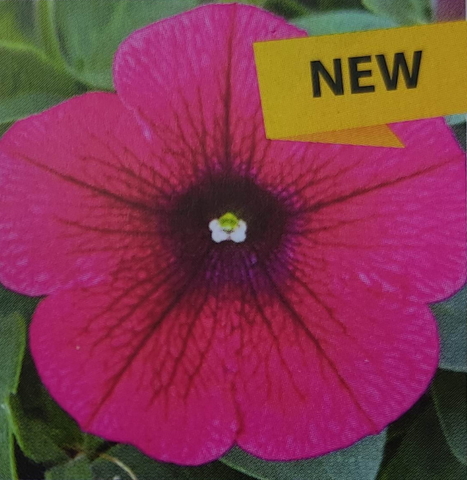 32261 Петуния FORTADO SPECIAL HOT PINK - горшок 0,5л(P9)