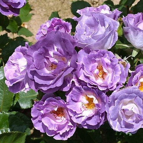 Блю фо Ю (Blue for You)