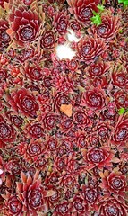 Red Delta молодило