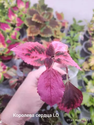 Королева Сердца LO колеус