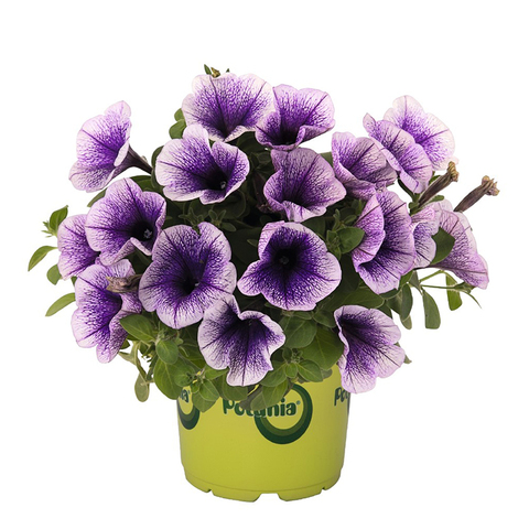 32313 Петуния POTUNIA BLUEBERRY ICE (ОСЕНЬ 2025)