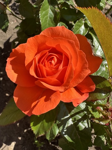 Фор Ю, Уиз Лав(For You, With Love)
