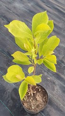 Teofrast Магнолия Суланжа Magnolia soulangeana Lennei alba