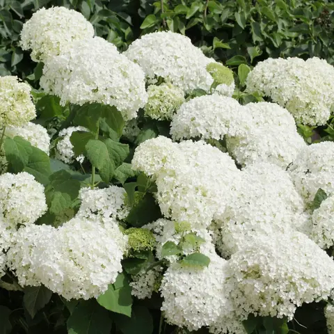 Гортензия древовидная АНАБЕЛЬ (Hydrangea arborescens 