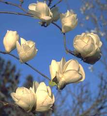 Магнолия Суланжа Magnolia soulangeana Lennei alba