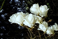 Магнолия Суланжа Magnolia soulangeana Lennei alba
