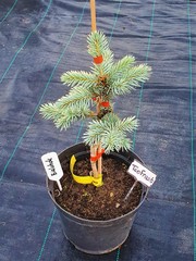 Teofrast Ель колючая Белобока Picea pungens Bialobok