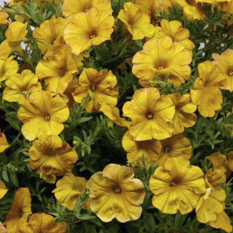 32346 Петуния BEAUTICAL YELLOW SUN - горшок 0,5л(P9)