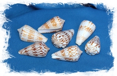 Конус Инскриптус, 4-6см, 100гр, 10шт