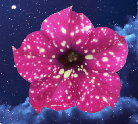 32189 Петуния SKY CHERRY RED SKY