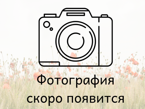 Лобелия прямостоячая темно-синяя