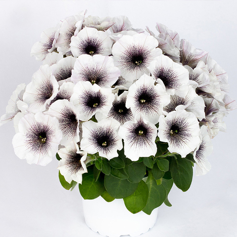 32371 Петуния CRAZYTUNIA BLACK & WHITE - горшок 0,5л(P9)