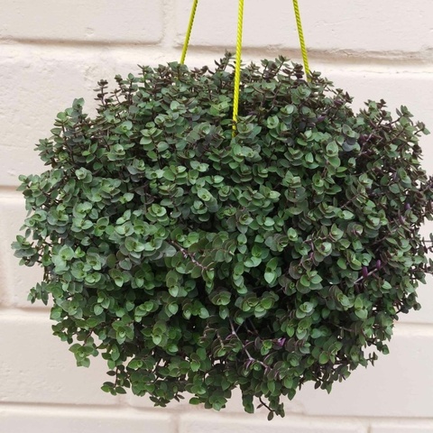 8730 Каллизия REPENS GREEN