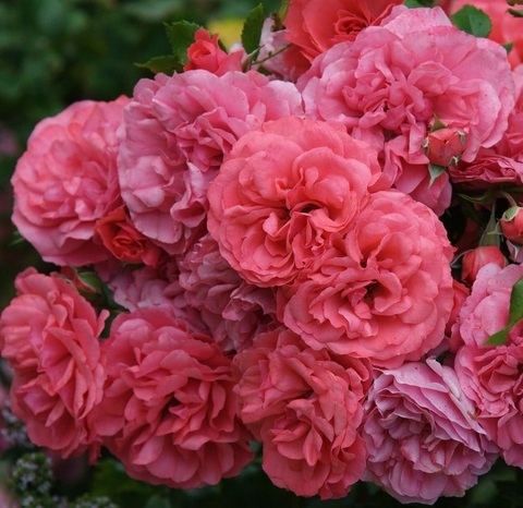Розариум Ютерсен (Rosarium Uetersen)