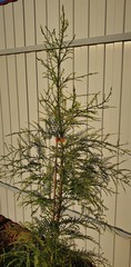 Teofrast Метасеквойя metasequoia блю иш