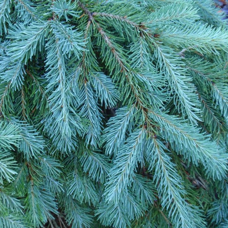 Псевдотсуга тисолистная сизая Pseudotsuga menziesii Glauca