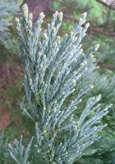 Саженцы секвойя гигантская Глаука Sequoiadendron giganteum Glauca